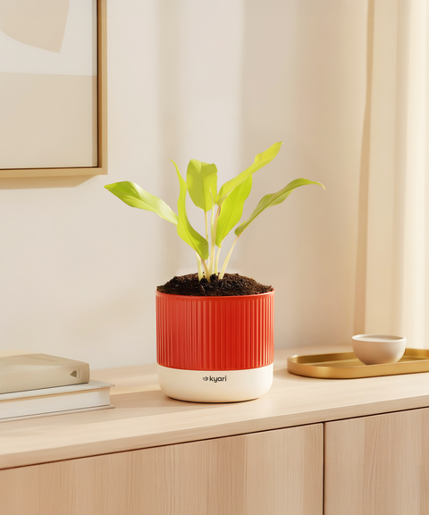 Golden Ceylon Plant With Mylo Self Watering Pot -  Cred offer