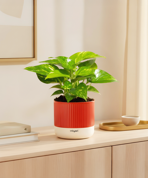 Money Variegated Plant With Mylo Self Watering Pot- Cred Offer