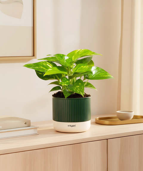 Money Variegated Plant With Mylo Self Watering Pot
