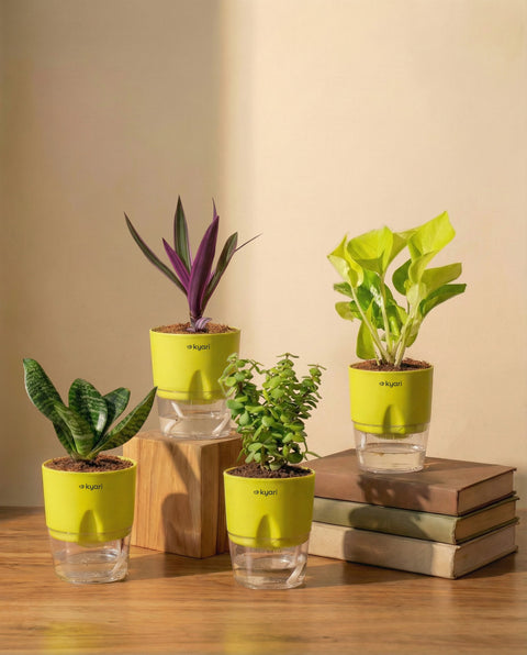 Vastu Friendly  Combo