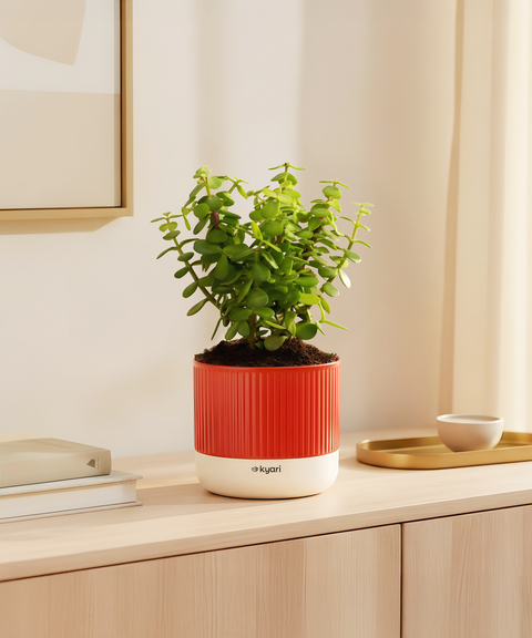 Lucky Jade Plant With Mylo Self Watering Pot -  Cred Offer