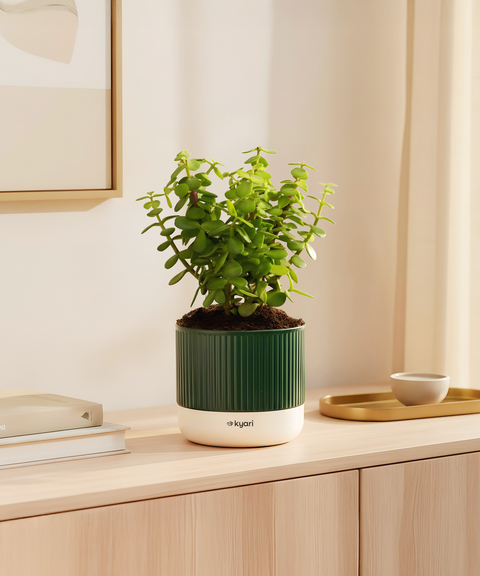 Lucky Jade Plant With Mylo Self Watering Pot