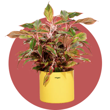 Large Indoor Plants