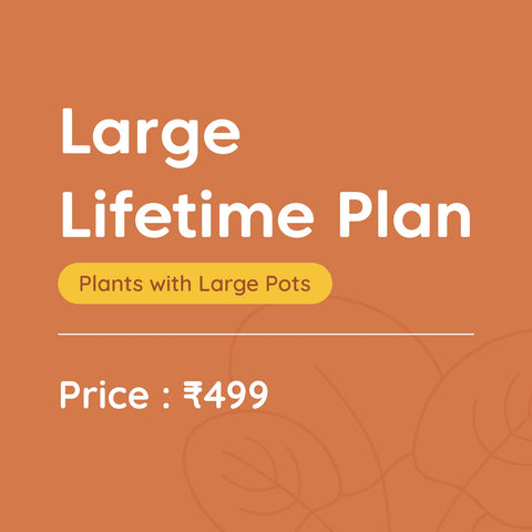Large Pot Kyari Protect Pro