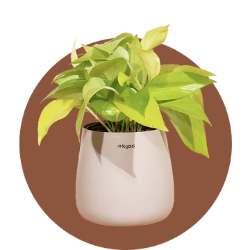 Medium Indoor Plants