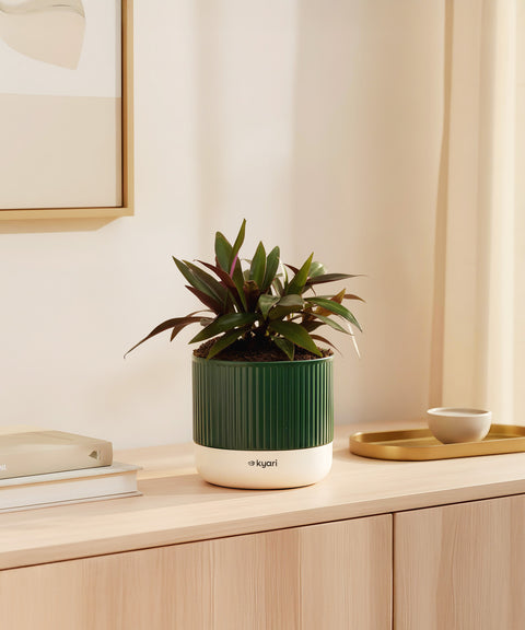 Oyster Plant With Self Watering Pot - Cred offer