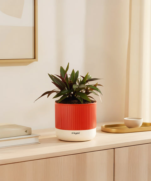 Oyster Plant With Self Watering Pot - Cred offer
