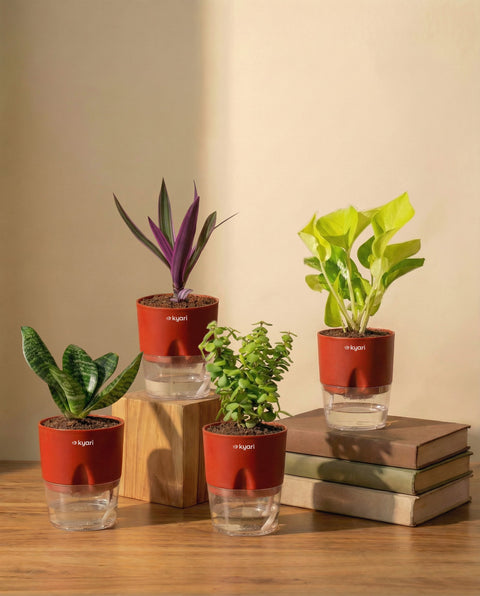 Vastu Friendly  Combo