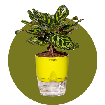 Small Indoor Plants