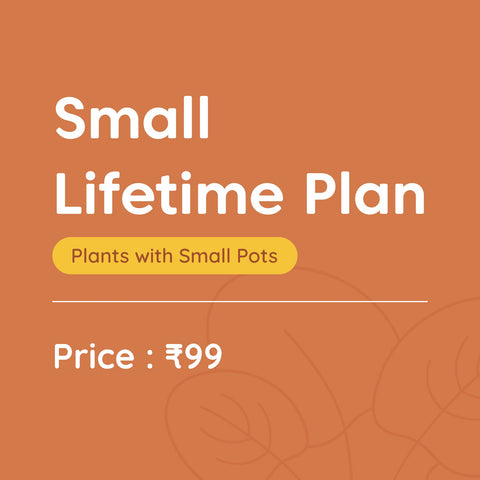 Small Lifetime Plan