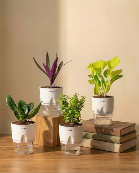 Vastu Friendly  Combo
