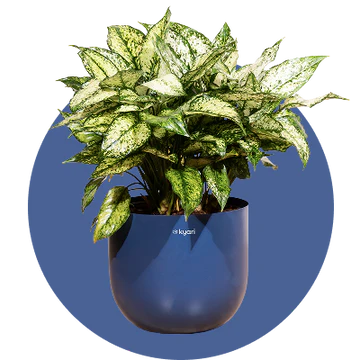 XL Indoor Plants
