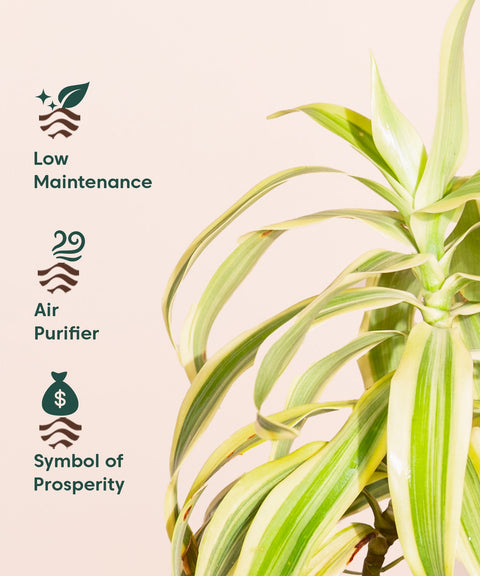 Song Of India Plant With Self Watering Pot - Cred